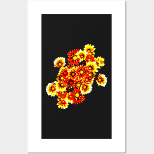 Gazanias in Red and Yellow Transparent Background Posters and Art